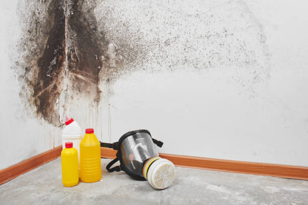 Best Certified Mold Removal  in Buies Creek, NC