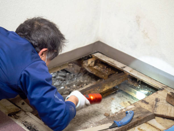 Best Mold Damage Repair  in Buies Creek, NC