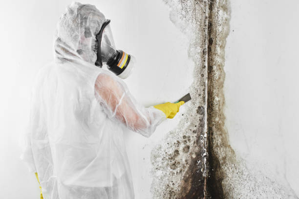 Best Mold Damage Repair  in Buies Creek, NC