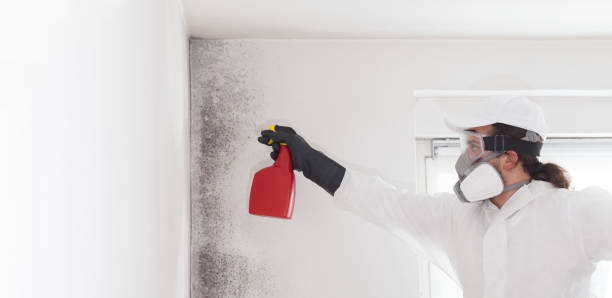 Best Residential Mold Removal  in Buies Creek, NC