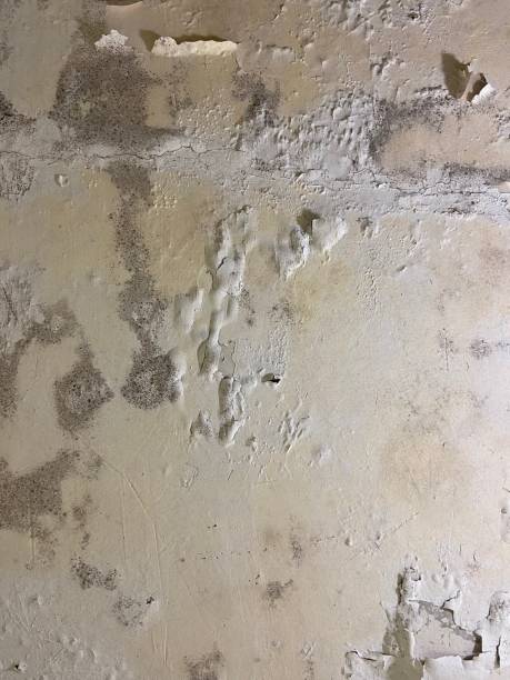 Best Local Mold Removal Service  in Buies Creek, NC