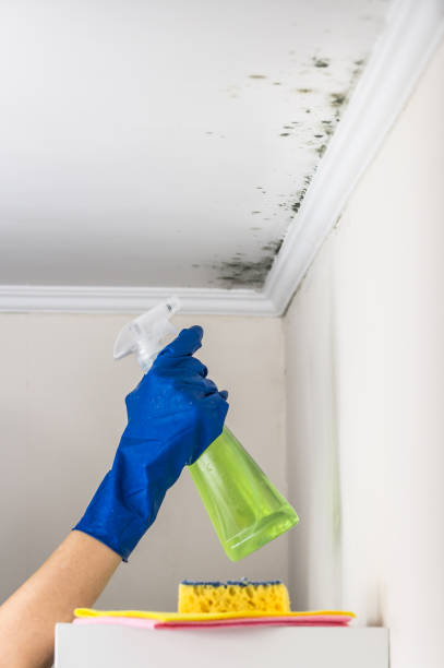 Best Affordable Mold Removal  in Buies Creek, NC
