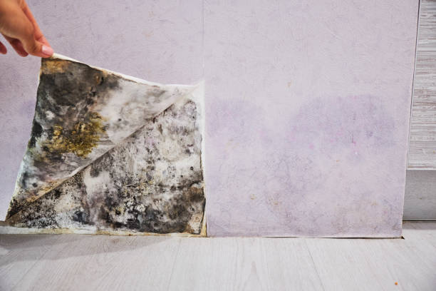 Best Professional Mold Removal  in Buies Creek, NC
